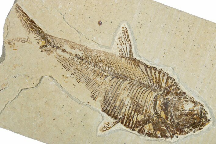 Bargain, Fossil Fish (Diplomystus) - Wyoming #344795